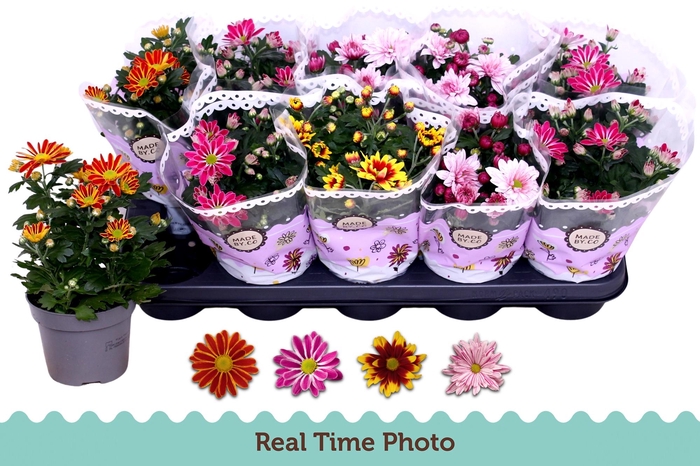 <h4>CHRYS GEM 2 KL BLOEM</h4>