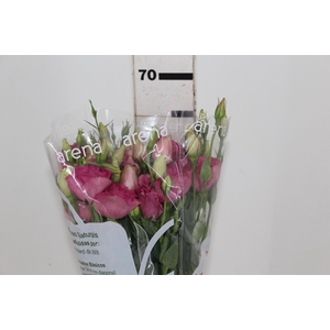LISIANTHUS AQUARELA III RED 070 CM