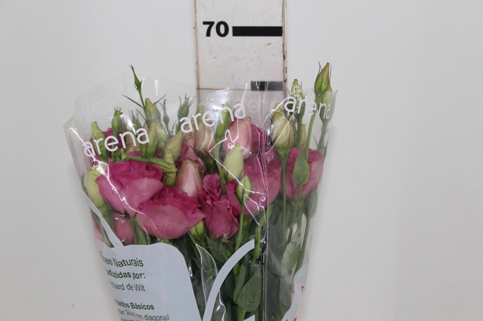 <h4>LISIANTHUS AQUARELA III RED 070 CM</h4>