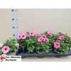 Pet Rose Vein Surfin