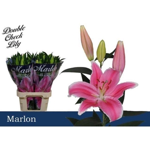 Li Or Marlon 4+ Double Check
