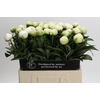Paeonia Madame Claude Tain