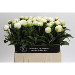Paeonia Madame Claude Tain