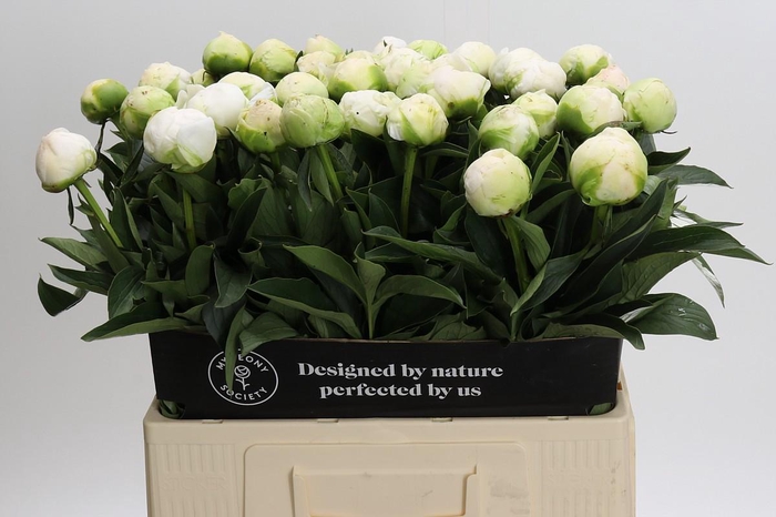 <h4>Paeonia Madame Claude Tain</h4>
