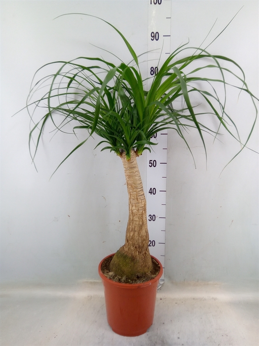 <h4>Beaucarnea recurvata</h4>