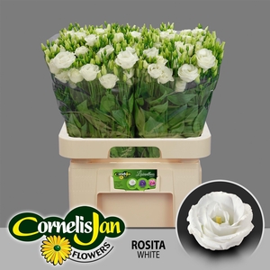 EUS G ROSI  WHITE