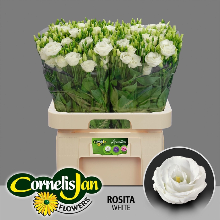 <h4>EUS G ROSI WHITE</h4>