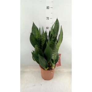 Sansevieria trifa. 'Black Coral'