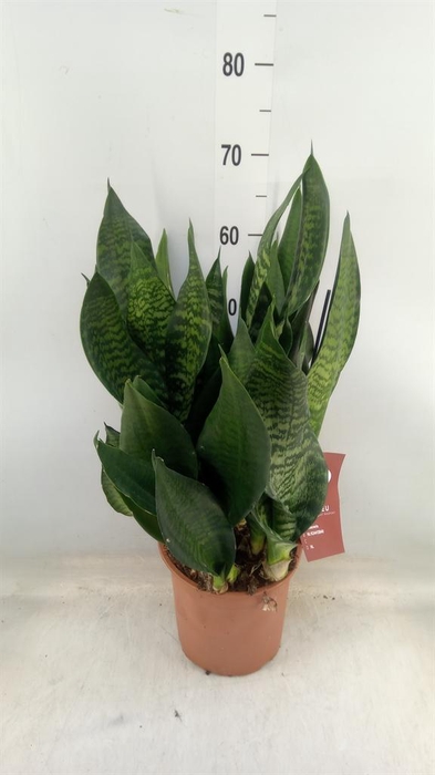 <h4>Sansevieria trifa. 'Black Coral'</h4>