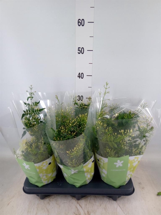 <h4>Jasminum polyanthum</h4>