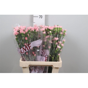 Di Tr Rascal Pink