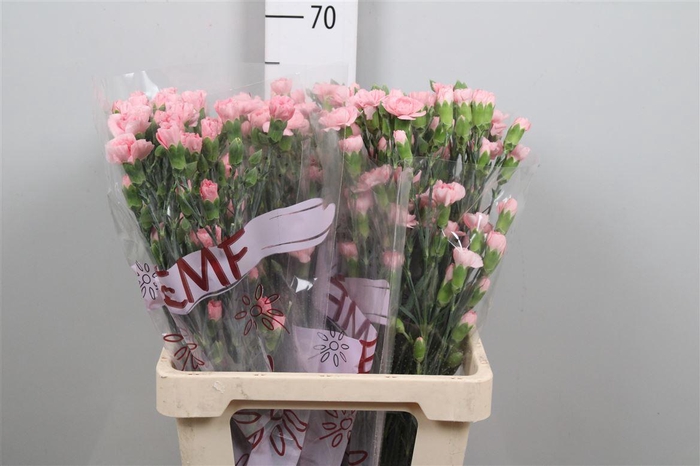 <h4>Di Tr Rascal Pink</h4>