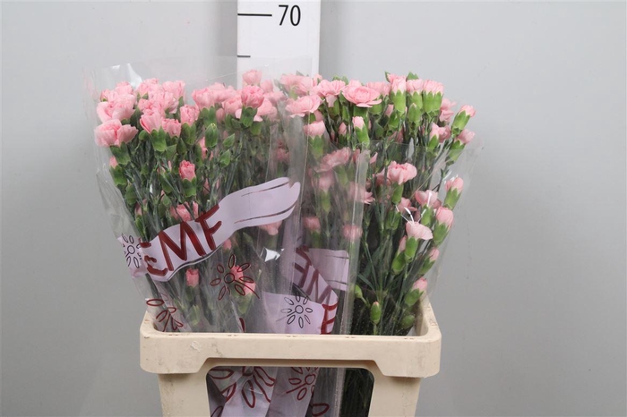 <h4>Di Tr Rascal Pink</h4>