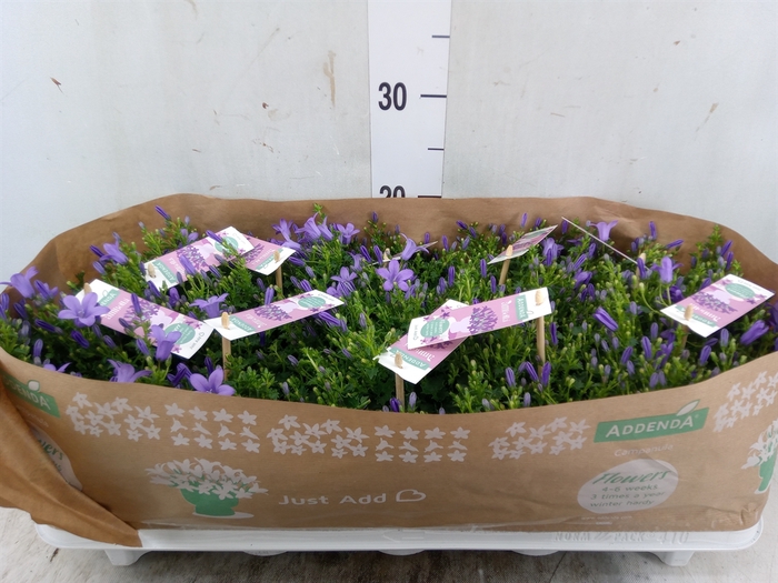 <h4>Campanula porten. 'Ambella Lavende'</h4>