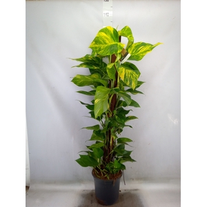 Epipremnum pinn. 'Aureum'