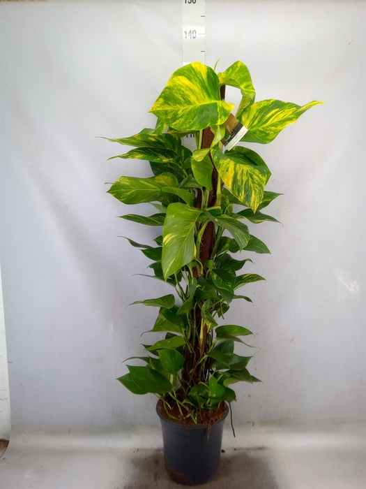 <h4>Epipremnum pinn. 'Aureum'</h4>