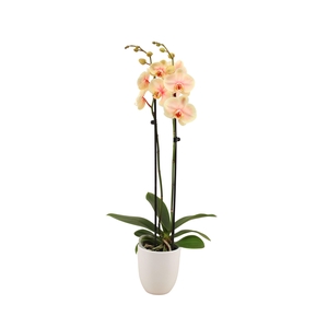 Hugo White Phal I Am Sunshine 2T14+