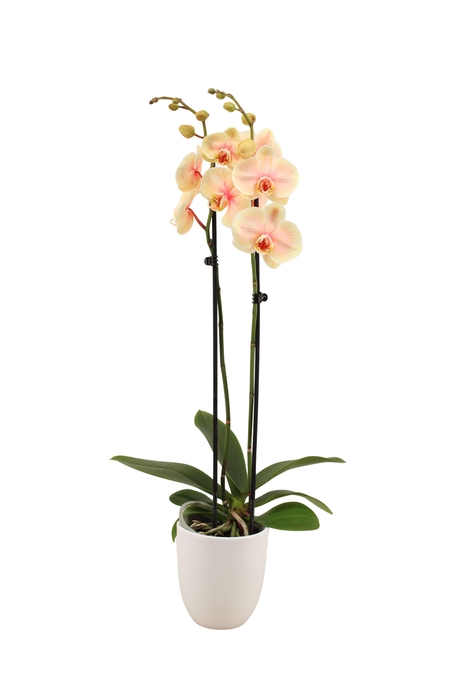 <h4>Hugo White Phal I Am Sunshine 2T14+</h4>