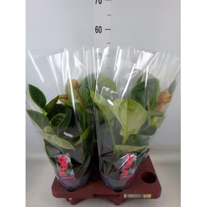 Medinilla magn. 'Lambada'