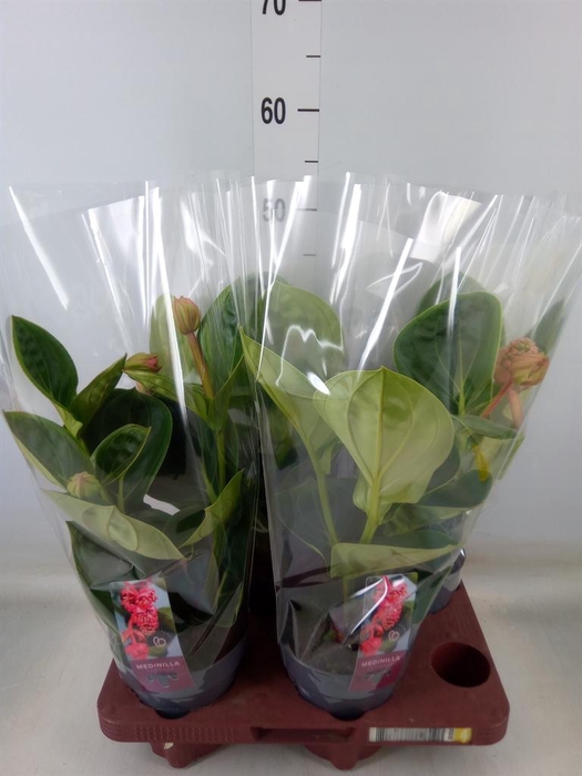 <h4>Medinilla magn. 'Lambada'</h4>