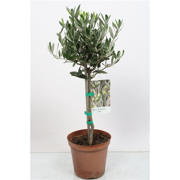<h4>Olea Europaea Stem</h4>