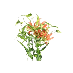 Gloriosa Exotic Orange Long