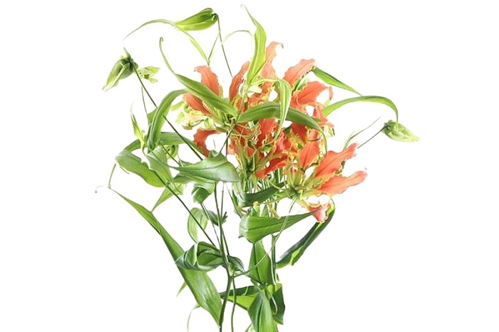 <h4>Gloriosa Exotic Orange Long</h4>