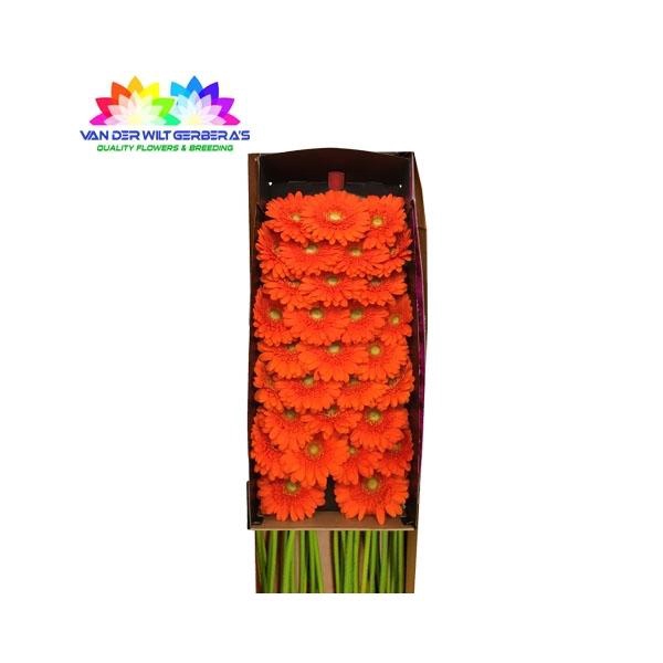 <h4>GE MI Dorito</h4>