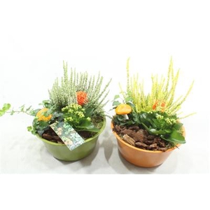 BU242 ZINK GREEN/ORANGE