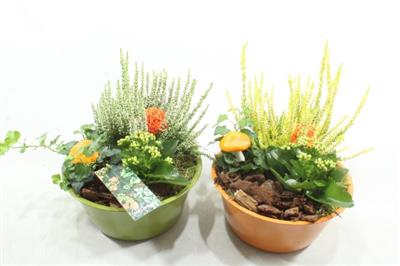 <h4>BU242 ZINK GREEN/ORANGE</h4>