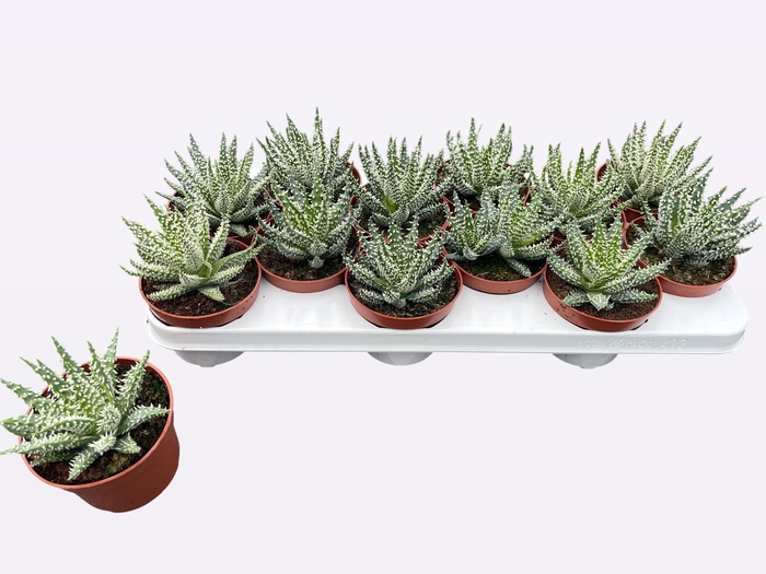 <h4>ALOE HUMILIS</h4>