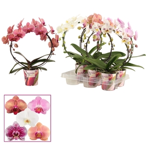 Phalaenopsis boog mix (Scenza)