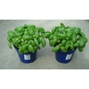 Ocimum basilicum