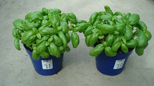Ocimum basilicum