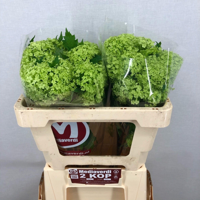<h4>Viburnum Greenhouse 2 Kop Mediaverdi</h4>