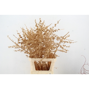 Ilex ve Antiq. Gold 100cm Creative