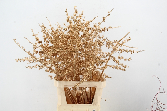 <h4>Ilex ve Antiq. Gold 100cm Creative</h4>