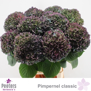 HYDR M CH PIMPERN CL