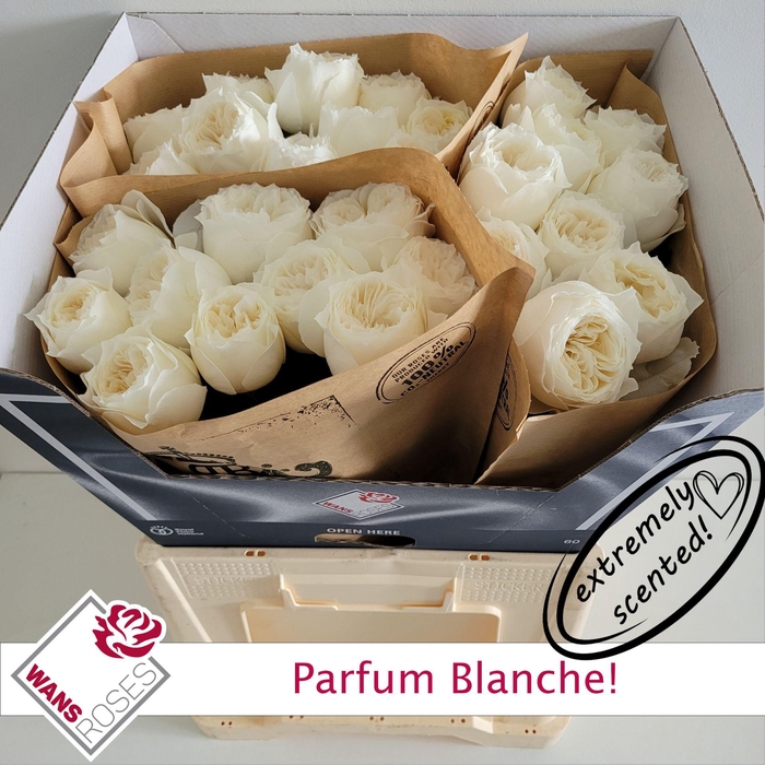 <h4>R GR PARFUM BLANCHE!</h4>