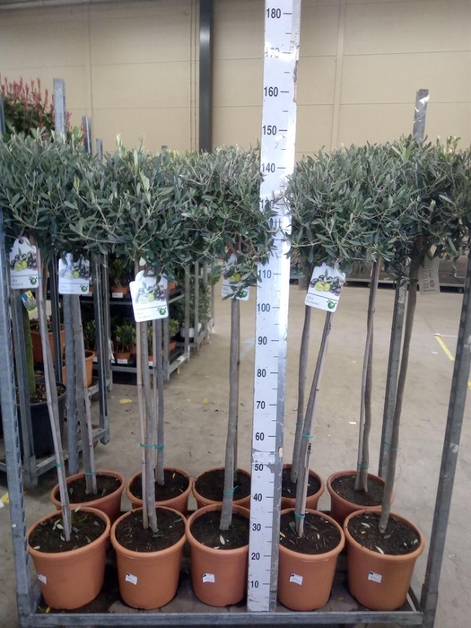 <h4>Olea europaea</h4>