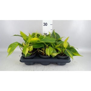 Philodendron scand. 'Brasil'