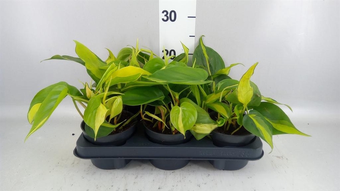 <h4>Philodendron scand. 'Brasil'</h4>