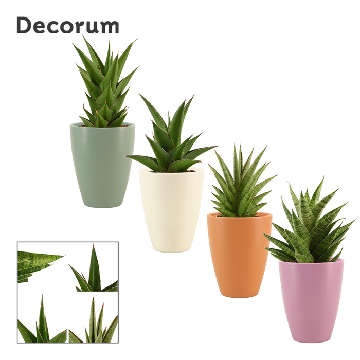 <h4>Sansevieria Crown mix 12 cm in Carly (Craft world-collection)</h4>