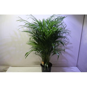 arr8 Dypsis Lutescens