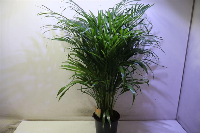 <h4>arr8 Dypsis Lutescens</h4>