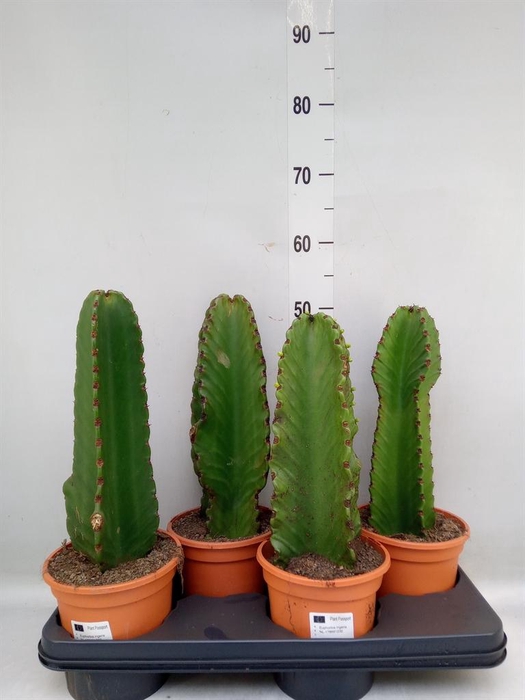<h4>Euphorbia ingens</h4>