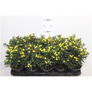 Solan Pseudocapsic