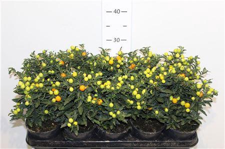 Solan Pseudocapsic