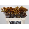 Anigozanthos Gold Fever