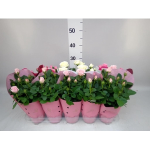 Rosa  'Infinity'   ...mix
